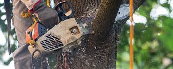 Best Lawn Pest Prevention  in Elgin, MN