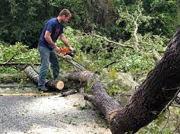 Best Firewood Processing and Delivery  in Elgin, MN