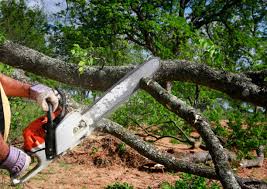 Best Lawn Watering Services  in Elgin, MN