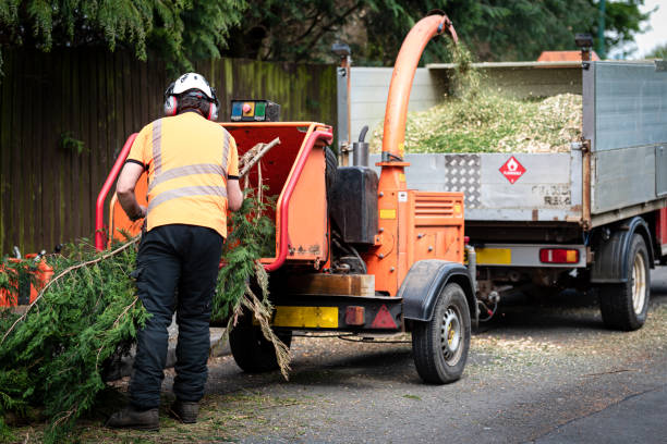 Best Tree and Shrub Care  in Elgin, MN