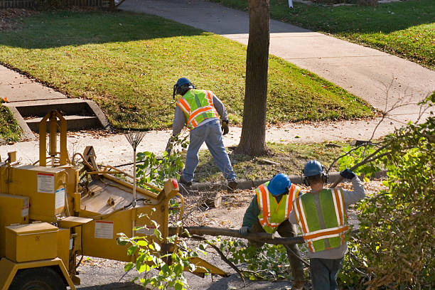 Best Lawn Renovation and Restoration  in Elgin, MN