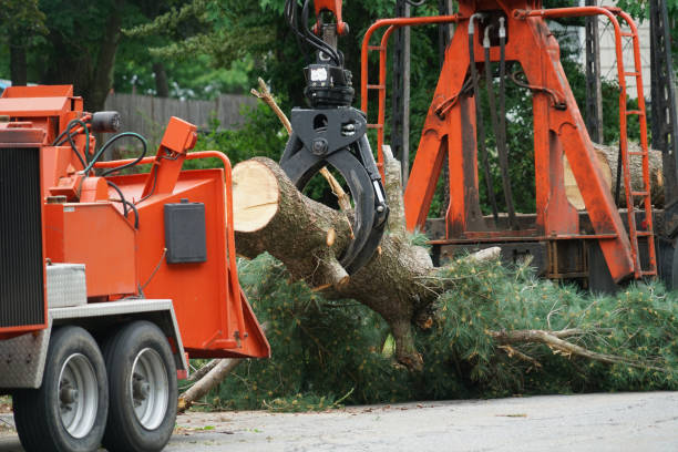 How Our Tree Care Process Works  in  Elgin, MN