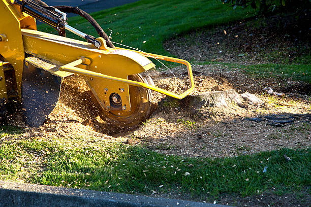 How Our Tree Care Process Works  in  Elgin, MN