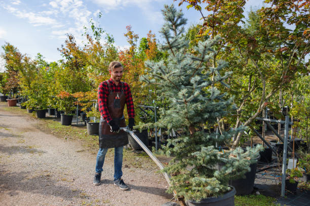 Best Tree Cabling and Bracing  in Elgin, MN