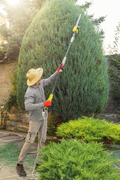 Best Tree Trimming and Pruning  in Elgin, MN