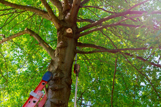 Best Fruit Tree Pruning  in Elgin, MN